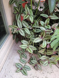 Tradescantia Zebrina Cuttings - 15 Healthy Purple Wandering Jew Plant Clippings for Indoor & Outdoor Gardening