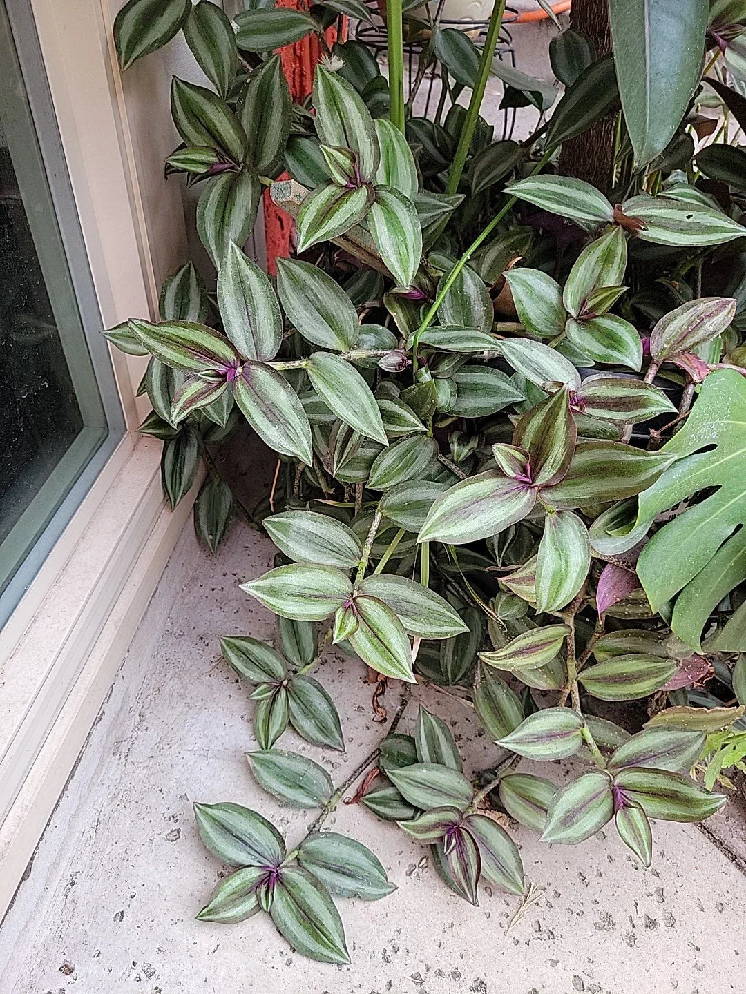 Tradescantia Zebrina Cuttings - 15 Healthy Purple Wandering Jew Plant Clippings for Indoor & Outdoor Gardening
