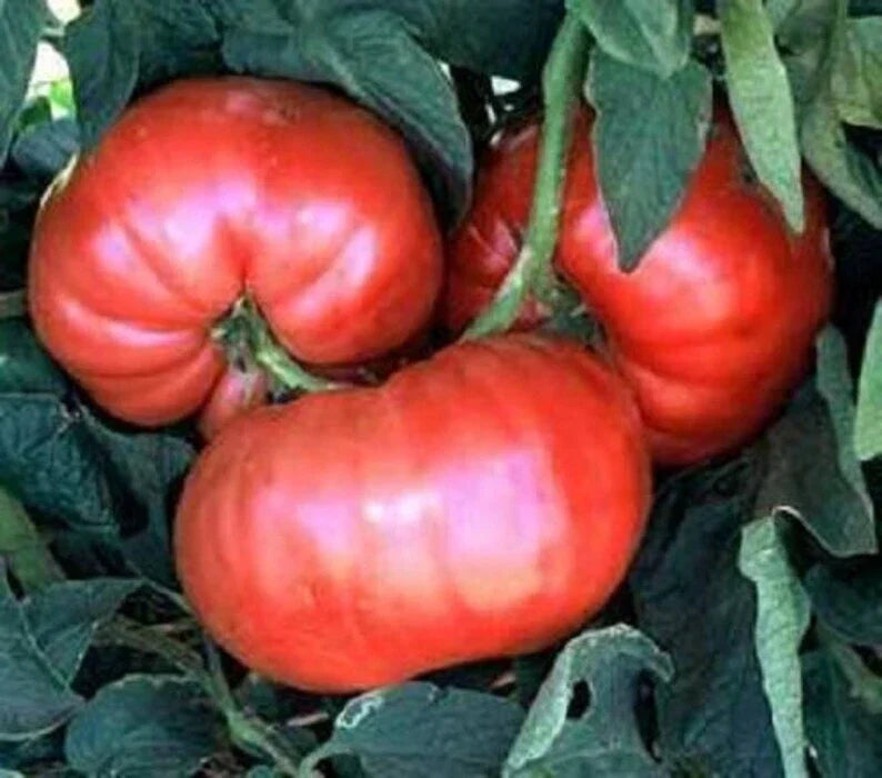 Giant Belgium Pink Tomato Seeds 50 Count Heirloom Non-GMO Solanum lycopersicum Vegetable Seeds