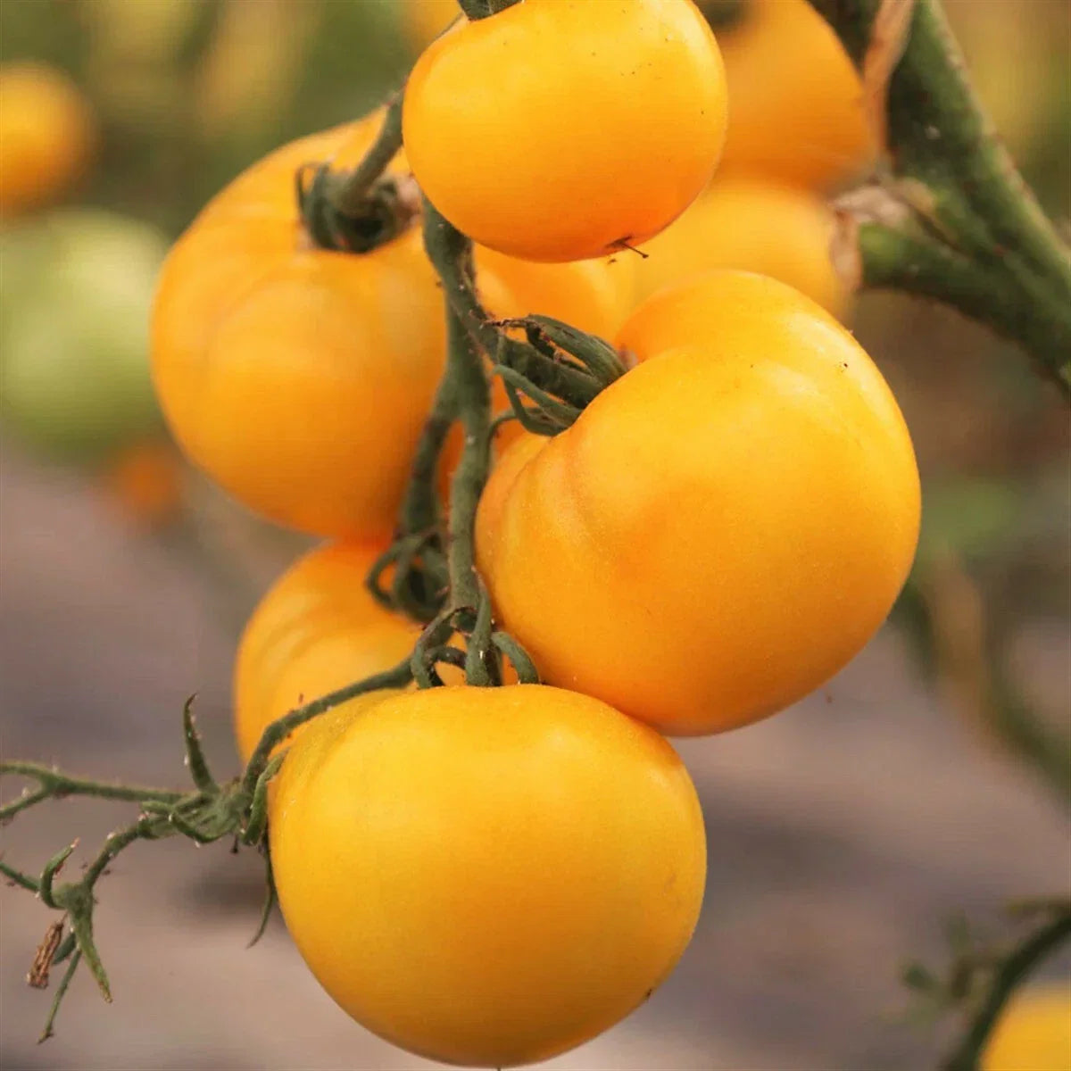 Golden Jubilee Tomato Seeds – Indeterminate Heirloom Yellow Variety – Solanum lycopersicum – 2025 Seeds