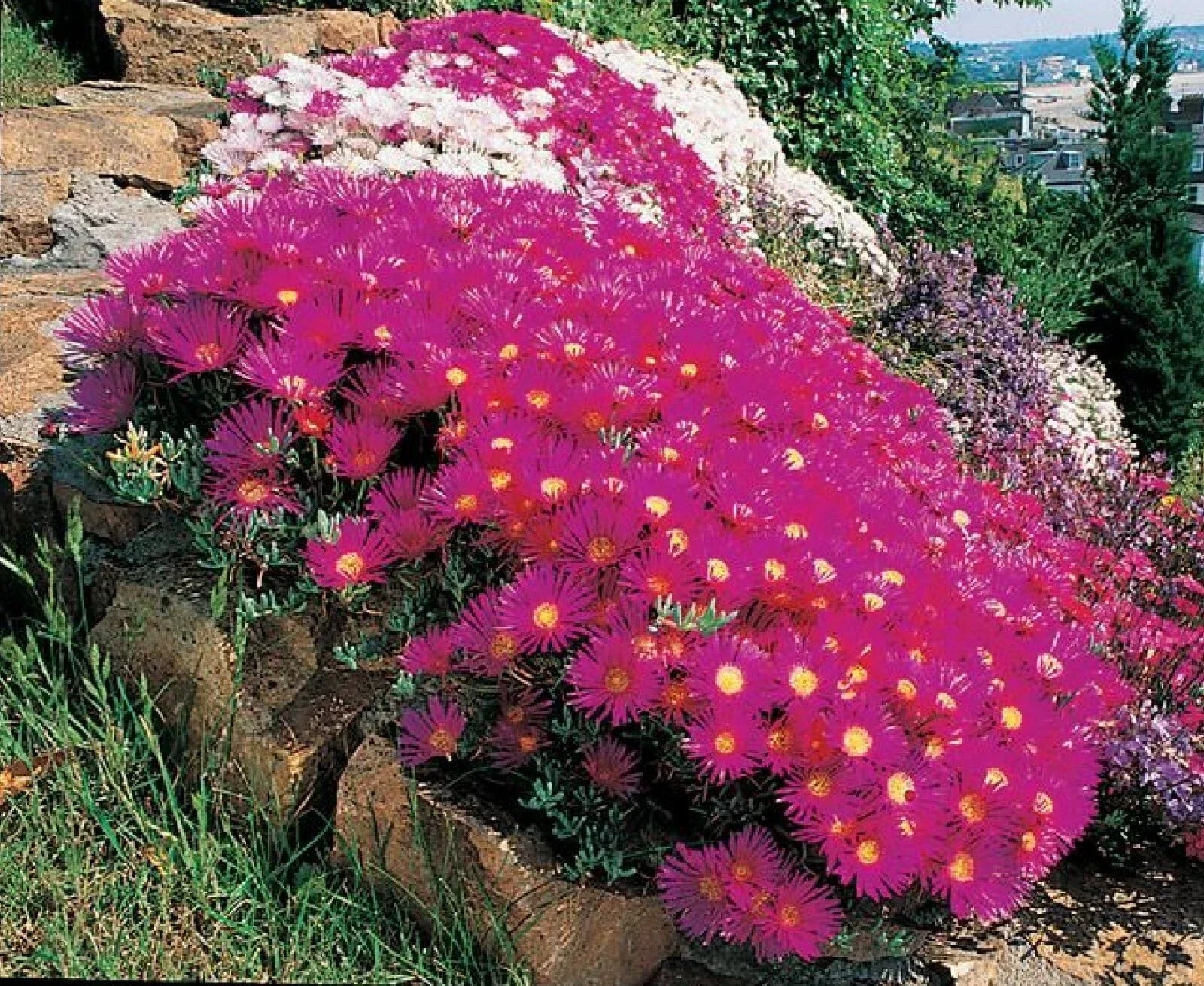 Ice Plant Succulent Seeds - Dorotheanthus bellidiformis - Drought-Tolerant Ground Cover - 400+ Seeds for Gardens & Containers