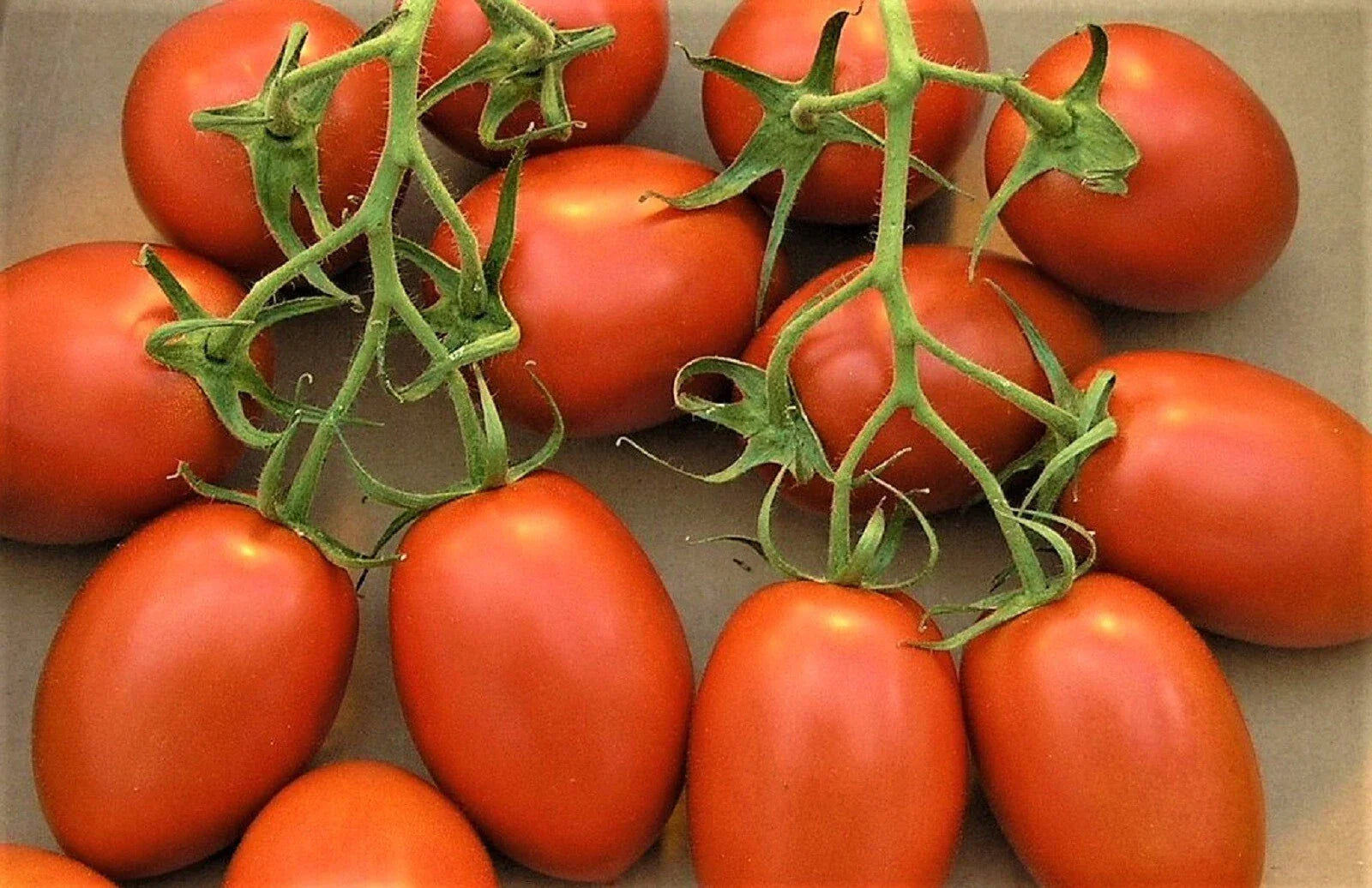 Roma Tomato Seeds – Non-GMO Heirloom Variety for Home Gardens, Solanum lycopersicum, 200+ Seeds