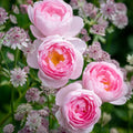 David Austin Scepter'd Isle Rose Cuttings - 5-8 Inch Unrooted Live Stem Propagation for Garden and Floral Enthusiasts