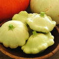 Bennings Green Tint Scallop Squash Seeds | Heirloom Cucurbita pepo Vegetable Seeds | Non-GMO, Compact, Bountiful Harvest