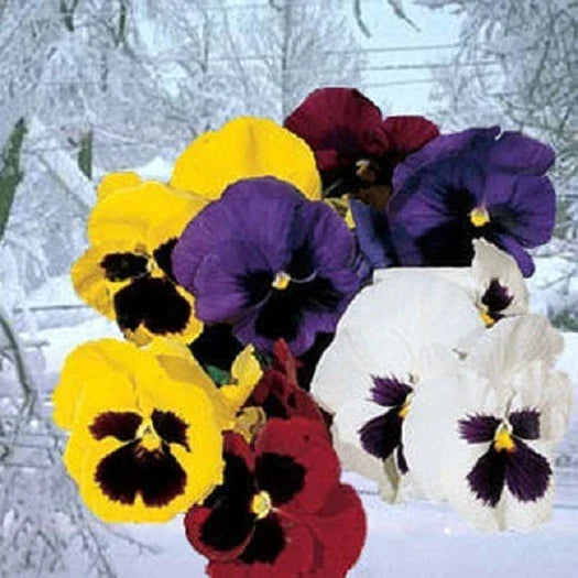 Pansy Seeds Snowpansy Mix Viola x wittrockiana 50 Seeds for Garden, Containers & Borders