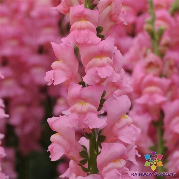 Potomac Pink Snapdragon Seeds - 1000+ Count - Bright Pink Flowering Annual - Antirrhinum majus for Garden Beds & Containers