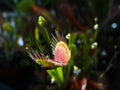 Venus Flytrap Potted Plant - Adult Dionaea muscipula - Carnivorous Indoor Houseplant in 4-inch Pot