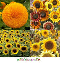 Dwarf Sunflower Seeds Mix - Non-GMO Helianthus annuus for Attracting Butterflies, Bees, Birds, Goldfinches - 50 Seeds