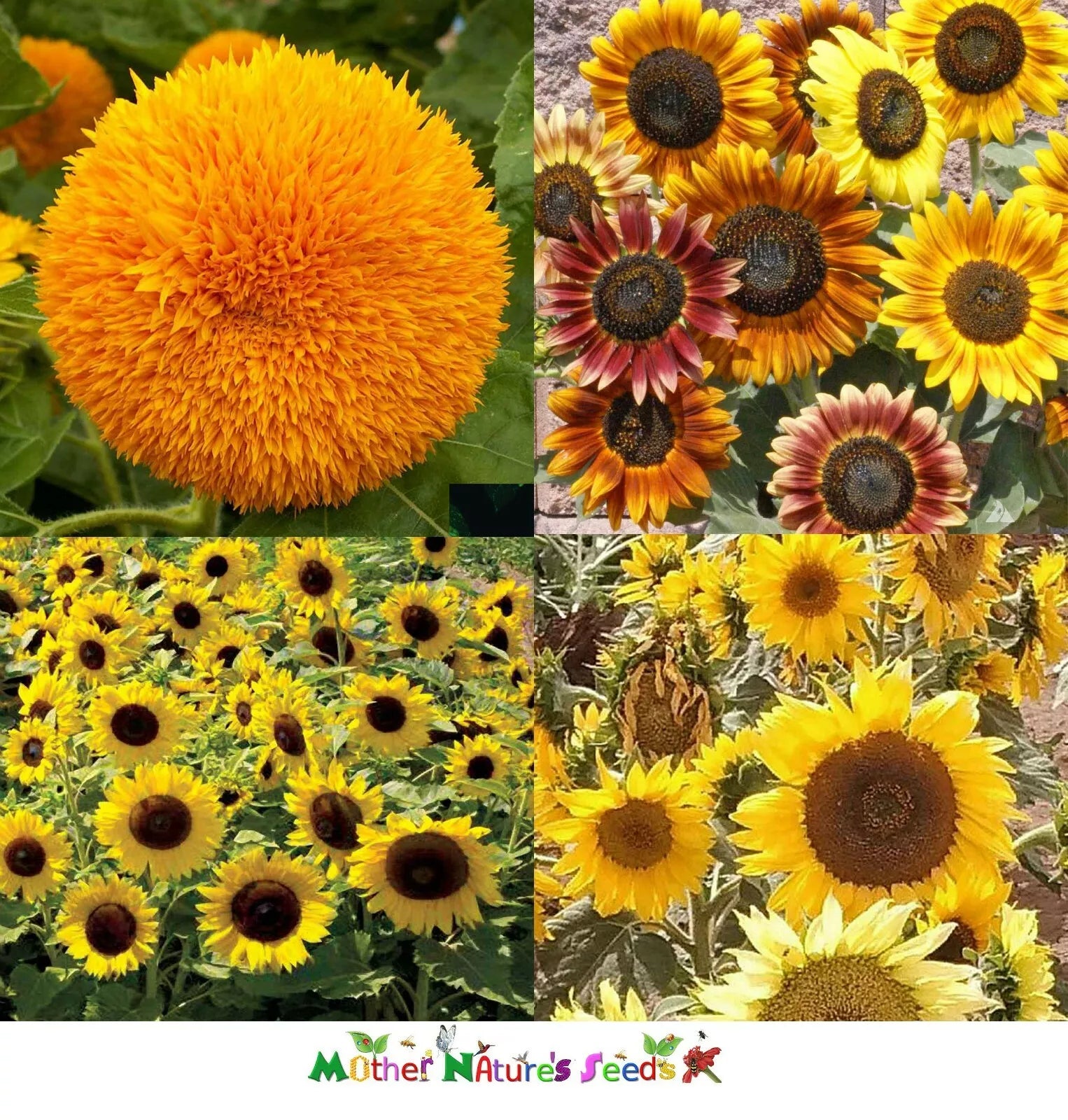 Dwarf Sunflower Seeds Mix - Non-GMO Helianthus annuus for Attracting Butterflies, Bees, Birds, Goldfinches - 50 Seeds