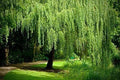 Golden Weeping Willow Tree Cuttings 4 Pack Live Plants Salix babylonica 'Golden' for Garden Landscaping
