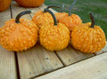 Organic Sanchez Pumpkin Seeds - Cucurbita pepo, Full Sun, Vining, Pack of 20 Seeds
