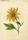 Organic Mexican Sunflower Cuttings - Tithonia Diversifolia - 5 Healthy Plants