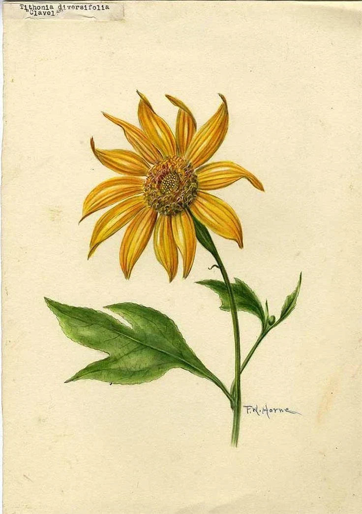 Organic Mexican Sunflower Cuttings - Tithonia Diversifolia - 5 Healthy Plants