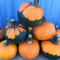 Batwing Pumpkin Seeds 10 Pack - Black Cape Variety, Cucurbita pepo, Vining Halloween Pumpkins for Garden or Decorations