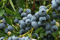 Blueberry Plant - Rooted Patriot Vaccinium corymbosum, Self-Pollinating, Large Blue Berries, Zones 5-8
