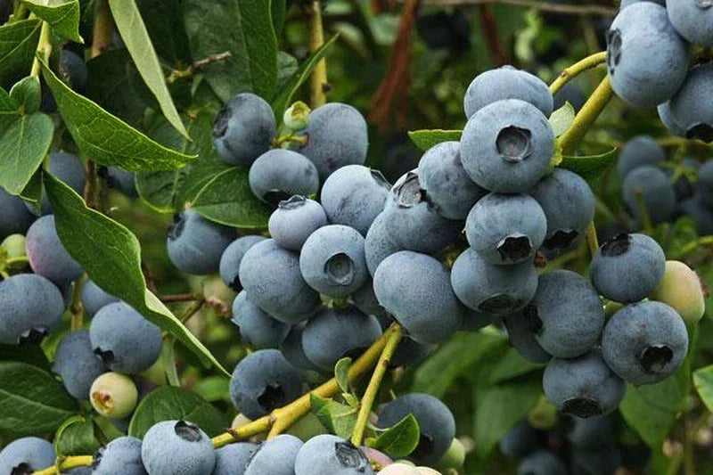 Blueberry Plant - Rooted Patriot Vaccinium corymbosum, Self-Pollinating, Large Blue Berries, Zones 5-8