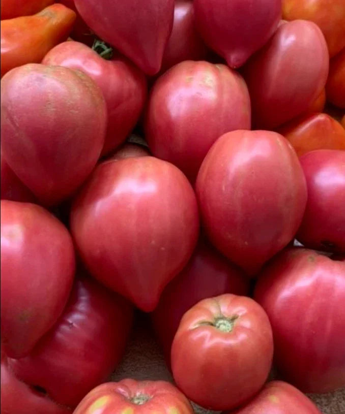 Tomato Seeds Mix OXHEART Heirloom Non-GMO Indeterminate for Canning and Sauces - Solanum lycopersicum, 100 Seeds