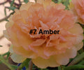 Moss Rose Amber Cuttings - 10 Unrooted Portulaca Grandiflora Succulent Plants