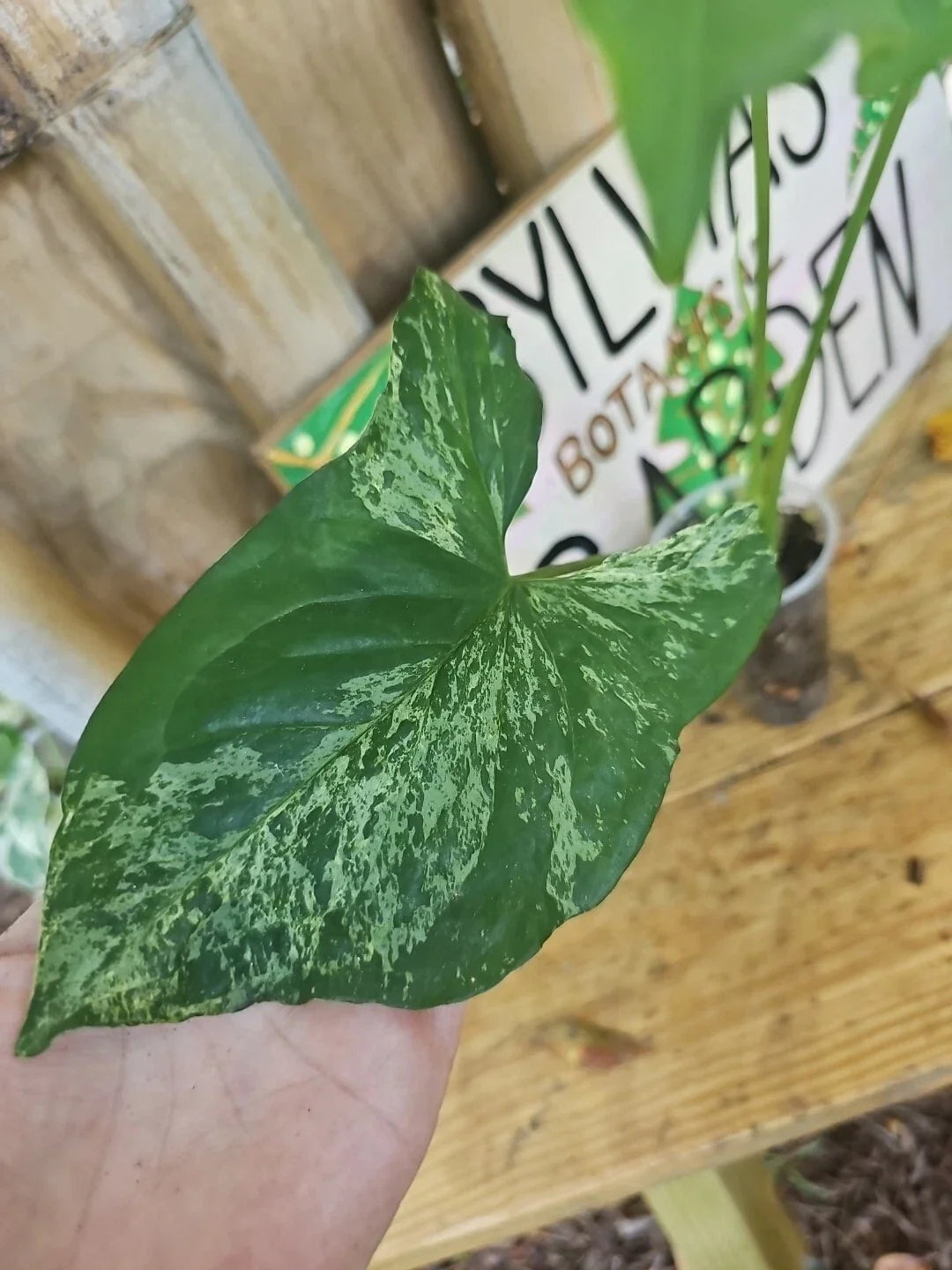Syngonium Podophyllum Variegated Mottled Mojito Indoor Plant 3" Pot, Low Light Houseplant, Easy Care Trailing Vine