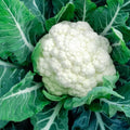 Cauliflower Vegetable Seeds - Pack of 15 - Heirloom Brassica oleracea - Non-GMO, Easy to Grow, Home Garden, Free USA Shipping