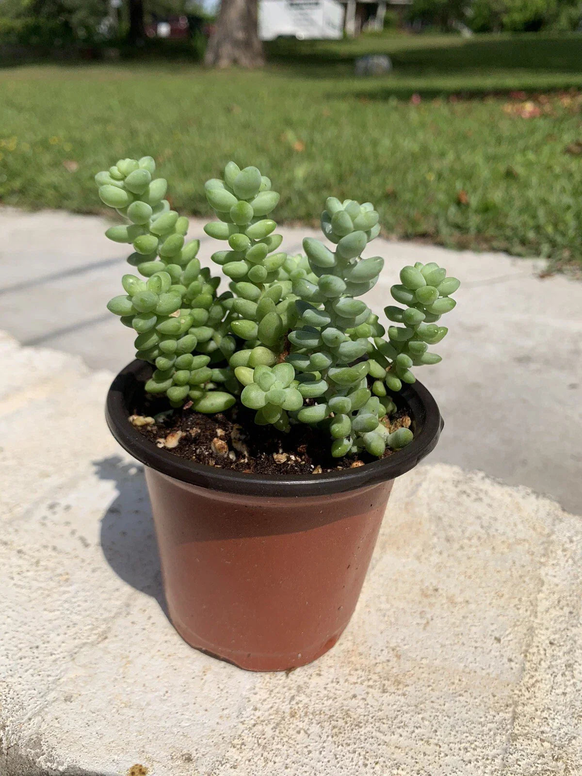 Sedum Burrito Succulent Set of 2 Pots | Burro’s Tail, Baby Donkey Tail | Trailing Sedum morganianum in 3.5" Pots