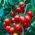 Small Red Cherry Tomato Seeds, Heirloom Non-GMO, Solanum lycopersicum, Pack of 25 Seeds for Container & Garden Growth