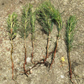 Loblolly Pine Tree Seedlings - 6 Pack Bareroot - Fast Growing Pinus taeda 8-15 Inch Tall