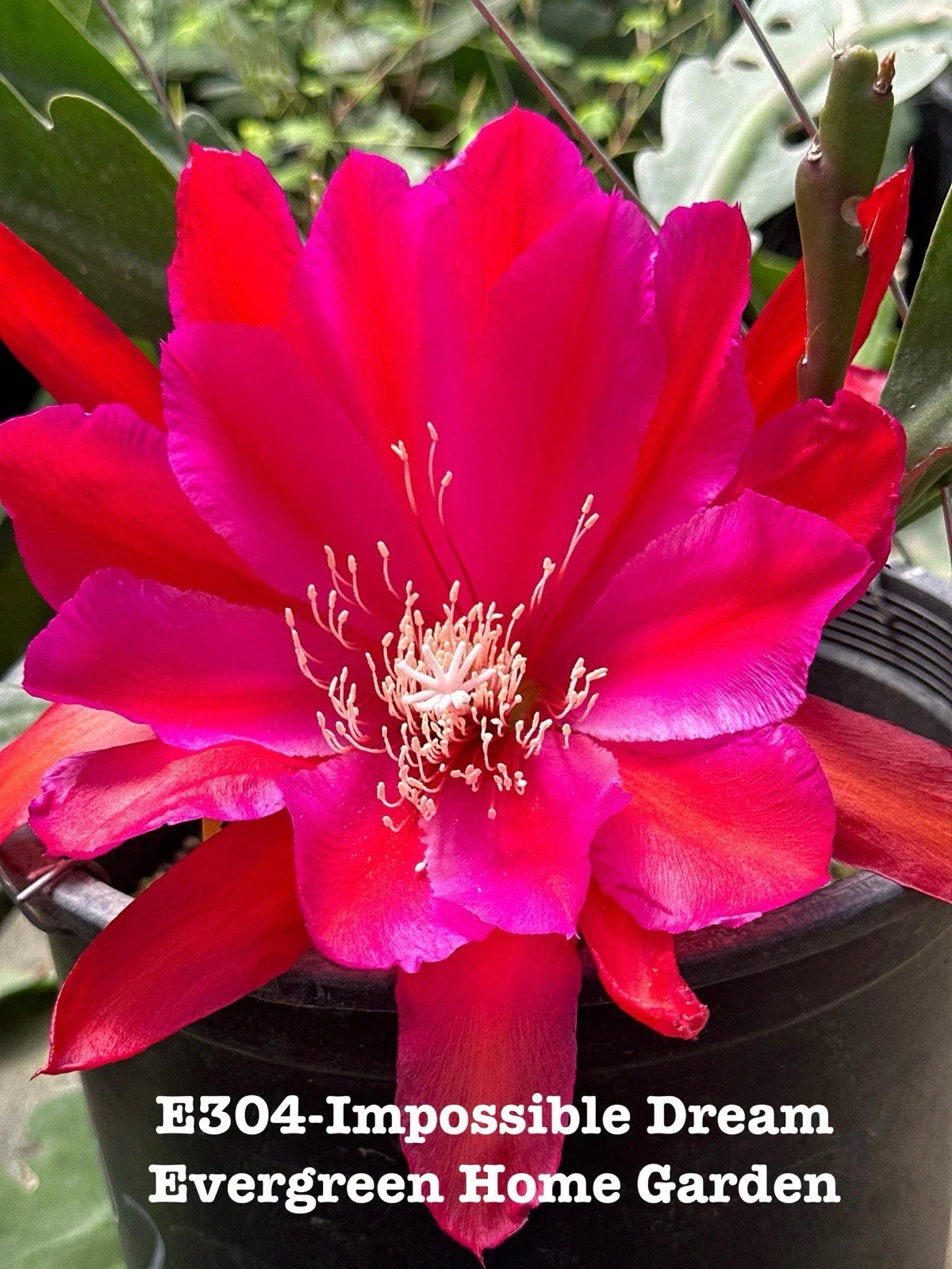 Epiphyllum Orchid Cactus Impossible Dream - Rooted 4” Starter Pot Indoor Tropical Plant
