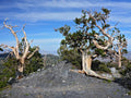 Bristlecone Pine Seeds - Pack of 10 - Pinus aristata - Oldest Living Tree in the World - Drought-Resistant Evergreen for Rock Gardens