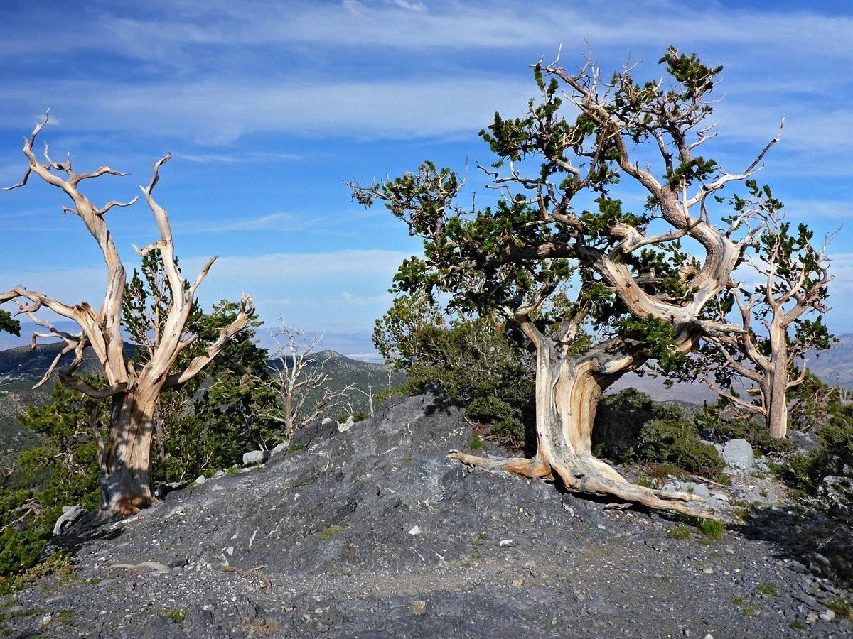 Bristlecone Pine Seeds - Pack of 10 - Pinus aristata - Oldest Living Tree in the World - Drought-Resistant Evergreen for Rock Gardens