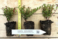 Evergreen Huckleberry Plant - 1 Year Old Vaccinium ovatum with Edible Berries