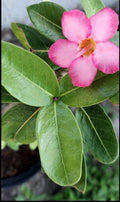 Desert Rose Cuttings - Adenium obesum Pink Succulent Propagation Plant - Fresh Cuttings for Gardening