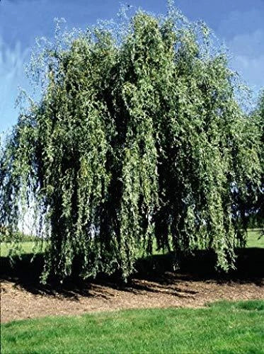 Gold Weeping Curly Willow Tree Cutting - Salix matsudana 'Tortuosa' - Exotic Ornamental Willow Plant