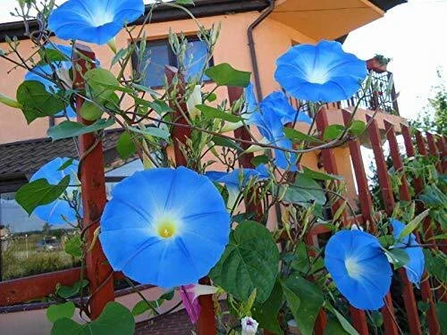 Heavenly Blue Morning Blooming Vine Seeds - 300 Count Ipomoea indica Sky-Blue Flowers for Trellises & Fences