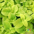 Wizard Golden Coleus Seeds - 25+ Pack, Vibrant Foliage, Annual Plant, Coleus blumei, Garden Seeds for Borders & Containers