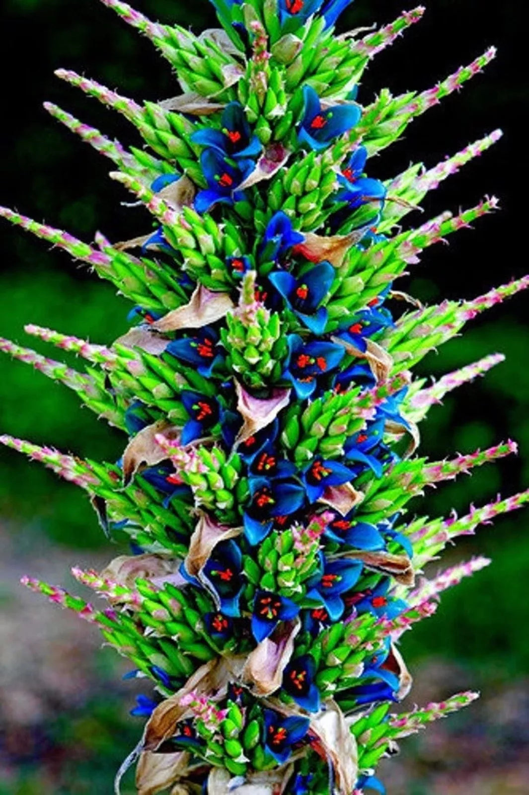 Sapphire Tower Seeds - 15 Puya Rare Ornamental Plant Seeds for Garden, Indoor, Exotic Landscaping