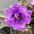 African Violet Leaf Cutting - NK-Lilon Lila Standard Variety - Saintpaulia ionantha