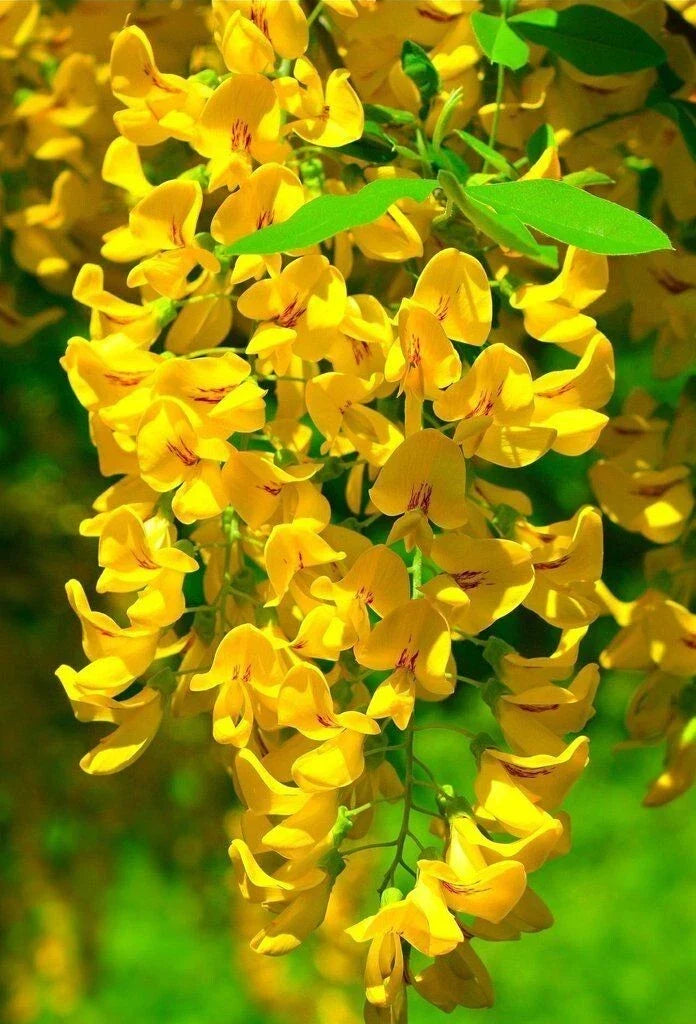 Golden Wisteria Seeds - Perennial Climbing Vine with Fragrant Golden Flowers - Wisteria floribunda 'Gold' Seeds
