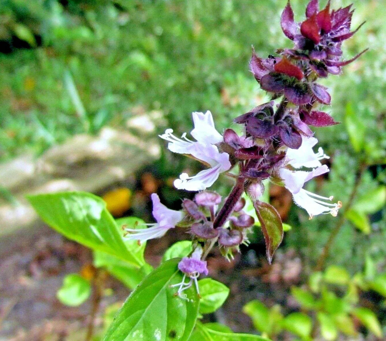 600+ Mexican Basil Seeds - Rare Herb for Garden, Culinary & Insect Repellent - Ocimum basilicum var. purpurascens