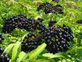 Black Elderberry Seeds - Organic Sambucus Canadensis Heirloom Variety, 35 Seeds for Wildlife Gardens