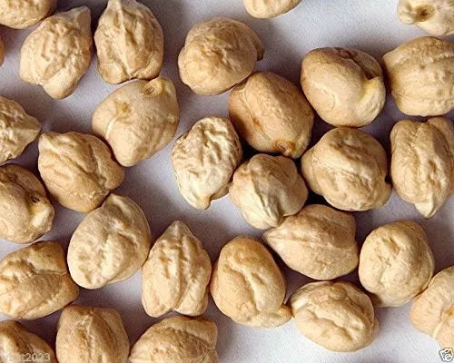 Garbanzo Bean Seeds - Organic Chickpeas for Planting, Cicer arietinum, Edible Legumes, Home Garden, Hummus, Bush Plant