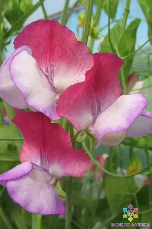 Fire and Ice Sweet Pea Seeds - 50+ Bicolor Red & White Garden Seeds - Lathyrus odoratus, Climbing Vine, Non-GMO, USA Grown