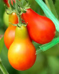 Classic Red Pear Tomato Seeds – 25 Premium Solanum lycopersicum Heirloom Seeds for Home Gardening