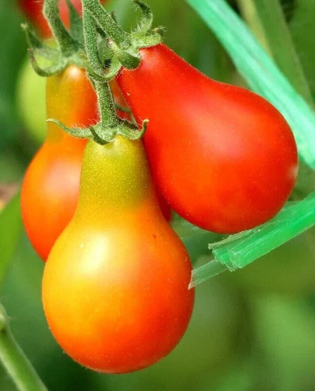 Classic Red Pear Tomato Seeds – 25 Premium Solanum lycopersicum Heirloom Seeds for Home Gardening