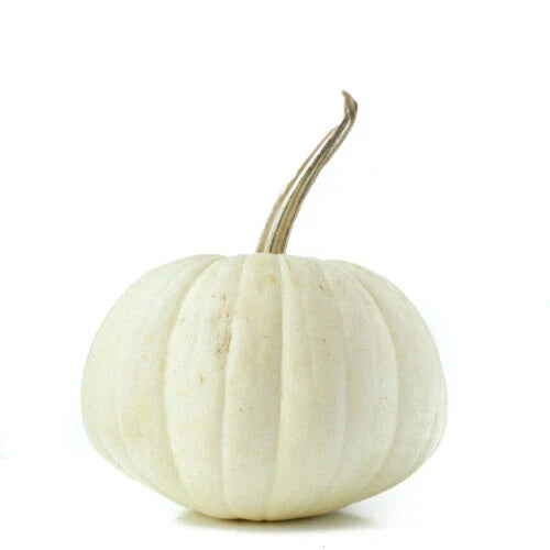 White Pumpkin Seeds - Ghost Variety - Cucurbita pepo - 25+ Seeds for Garden Planting, Fall Decorations, USA Grown