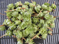 Lot of 50 Succulent Plants - Hens & Chickens 1-Inch Chicks - Perennial Echeveria spp. for Garden & Indoor Decor