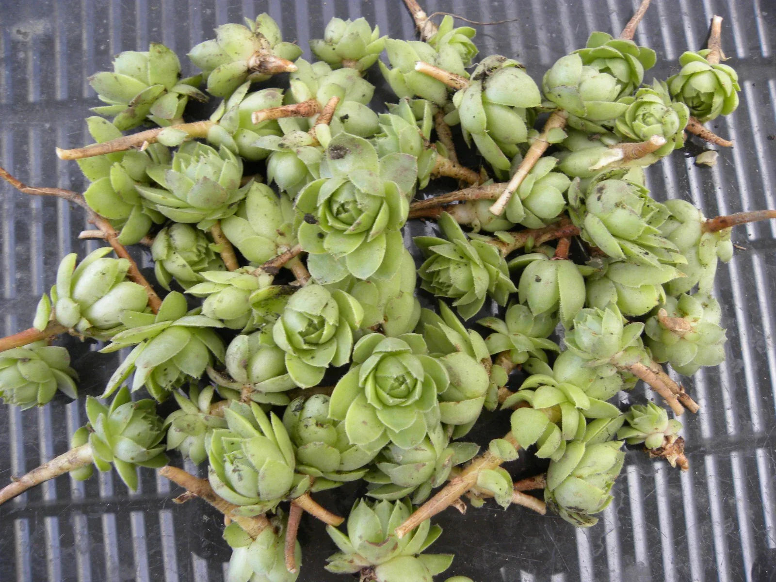 Lot of 50 Succulent Plants - Hens & Chickens 1-Inch Chicks - Perennial Echeveria spp. for Garden & Indoor Decor