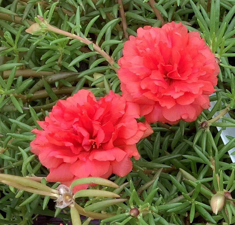 Deep Salmon Portulaca Moss Rose Plants - Grandiflora Variety, Drought-Tolerant, Container & Garden, Portulaca grandiflora