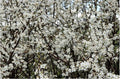 Blackthorn Tree Cuttings - Rooting/Grafting - Prunus spinosa - Hardy Shrub for Hedges and Wildlife Gardens