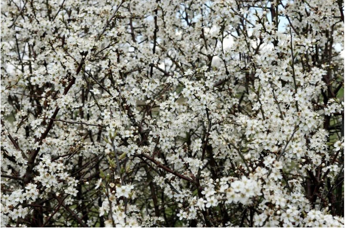 Blackthorn Tree Cuttings - Rooting/Grafting - Prunus spinosa - Hardy Shrub for Hedges and Wildlife Gardens